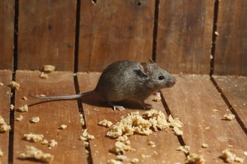 Small mouse on wooden floorboards with scattered crumbs and food debris